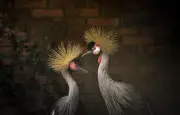 Grous-coroados resgatados de tráfico chegam ao Zoológico de Sapucaia do Sul