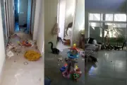 Grupo de quatis invade casa e causa estragos em Londrina (PR)