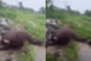 Égua prenha morta é encontrada em terreno baldio em São Vicente
