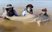 Guia de pesca fisga piraíba de 2 metros e 150 kg em Goiás