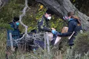 Hantavírus: cientistas não encontram roedores portadores na Argentina