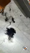 Homem corta cabelo da namorada por ciúmes e é preso em Engenheiro Coelho