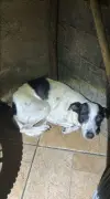 Homem de 60 anos preso por maus-tratos a cães e aves silvestres em Piraí