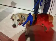 Homem é detido por agredir cachorro com socos e chutes em Balneário Camboriú