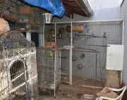 Homem é multado em R$ 272 mil por maus-tratos a 78 animais em Brotas