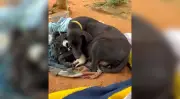 Homem é preso em Itupeva por maus-tratos a animais e posse ilegal de armas
