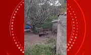 Homem é preso em Queimadas por matar cachorro com facão e furtar casa