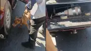 Homem preso por arrastar cachorro amarrado a carro em Teresina