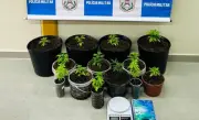 Homem é preso por cultivar 14 pés de maconha em Paraty após denúncia