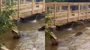 Homem preso por lançar menino de 3 anos em recinto de crocodilos no Reino Unido