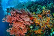 IA mapeia refúgios de corais que resistem ao aquecimento global