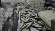 Ibama apreende 104 toneladas de peixe ilegal e aplica R$ 6 milhões em multas no RS