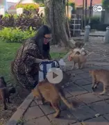 Indonésia cogita ilha dos gatos para controlar superpopulação