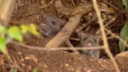 Infestação de ratos preocupa moradores em Caxias do Sul