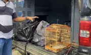 Influenciador digital preso com drogas em mochilas na Bahia