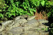Inverno altera comportamento de jacarés no Parque Chico Mendes