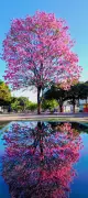 Ipês colorem Montes Claros com floração de junho a setembro
