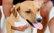Itanhaém investe R$ 1 milhão em causa animal com nova UVZ e reformas