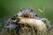 Jacaré é flagrado devorando outro da mesma espécie no Pantanal