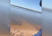 Jacaré se aproxima de jovens pescadores no Tocantins; bióloga explica