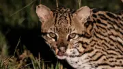 Jaguatirica com marcas de guerra é registrada no Pantanal