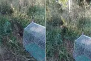Jaguatirica invade casa, é resgatada e solta em parque estadual no interior de SP