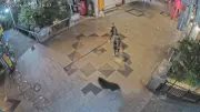 Japão captura urso negro após dias de busca em cidade