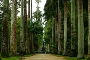 Jardim Botânico do Rio celebra 218 anos com entrada gratuita e novo passaporte interativo
