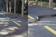Jiboia passeia em ciclovia do Parque dos Poderes em Campo Grande