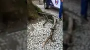 Jovem fica paraplégica após galho cair em praça de Curitiba