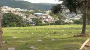 Juiz de Fora autoriza sepultamento de cães e gatos em cemitérios