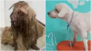 Justiça condena ex-tutora a pagar R$ 7 mil a cachorro resgatado com 3 kg de sujeira