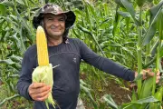 Lagartas devastam milho em Noronha; único produtor colhe 10 mil espigas