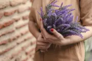 Lavanda no Feng Shui: onde colocar para afastar energias negativas