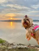 Lei em RO permite sepultar pets junto com donos no mesmo jazigo