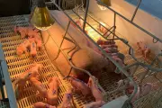 Leitoa bate recorde com 33 filhotes em Mato Grosso do Sul