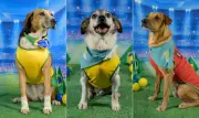 ‘Leonel Dog’, ‘Caramelo Ronaldo’ e ‘Neydog’: campanha usa clima de Copa para adoção de pets