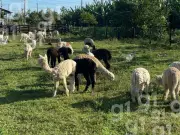Lhamas apreendidas no AC seguem em abrigo provisório após 20 dias