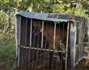 Lobo-guará resgatado em Bom Jesus do Itabapoana é devolvido à natureza