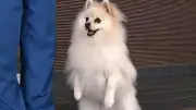 Lulu da Pomerânia vira cão policial no Japão e supera raças grandes