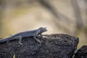 Mabuia-de-Noronha: lagarto de ilha tem reprodução lenta e enfrenta riscos