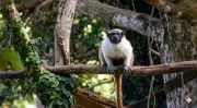 Macaco 'Amendoim' aguarda parceira para salvar espécie ameaçada