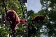 Macaco-bugio é flagrado andando em fios de energia em Peruíbe
