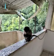 Macaco-prego acorrentado é resgatado em Santa Teresa, no Rio