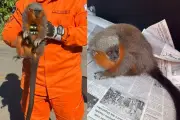 Macaco zogue-zogue-de-Milton resgatado em Alta Floresta (MT)