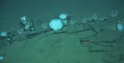Maior cemitério de baleias do mundo é descoberto no oceano Índico