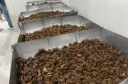 Maior paçoca de carne seca do mundo busca novo recorde com 1.600 kg
