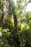 Maior pau-brasil do Rio é descoberto no Parque da Pedra Branca