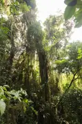 Maior pau-brasil do RJ, com 16 m, é achado em parque na Zona Oeste