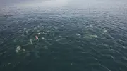 Mais de 100 botos-cinza são flagrados em Angra dos Reis